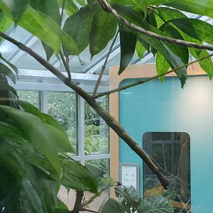 Giant Vietnamese stick insect - Phryganistri heusii yentuensis