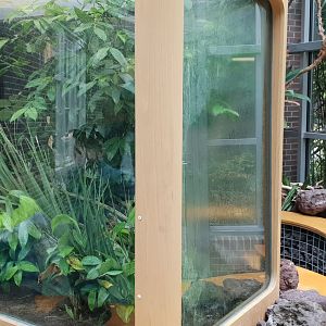 Enclosure Giant Vietnamese stick insect