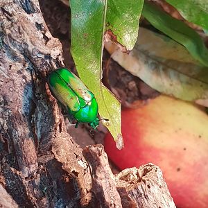 Emerald beetle - Smaragdesthes africana