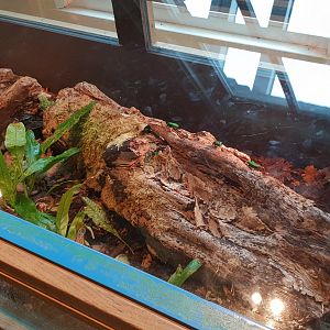 Enclosure Emerald beetle