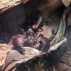 Red-clawed emperor scorpion - Pandinus cavimanus