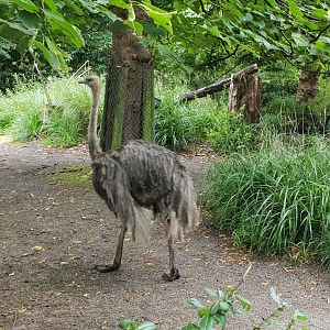 Ostrich