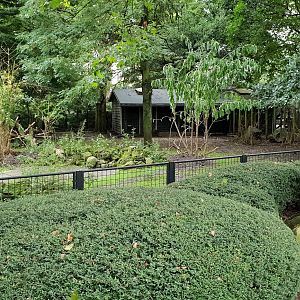 Enclosure Lowland anoa