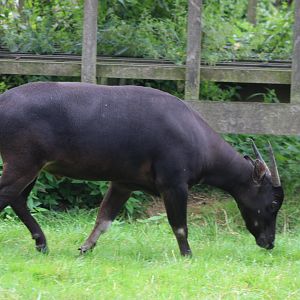 Lowland anoa
