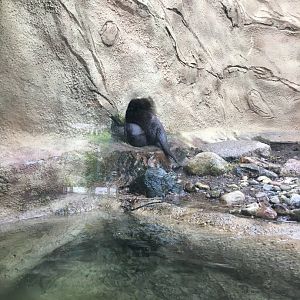 North American River Otters