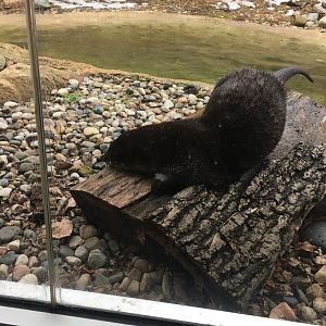 North American River Otter