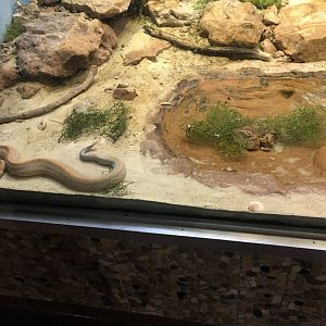 Aruba Island Rattlesnake