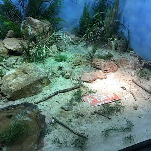 Aruba Island Rattlesnake Exhibit