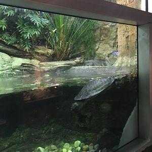 Caiman and Arrau River Turtle