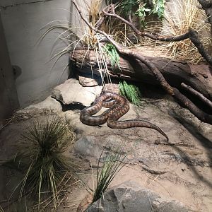 Black-Headed Python
