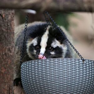 Masked palm civet