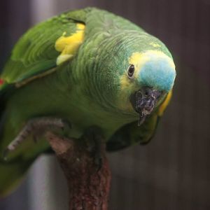 Turquoise-fronted amazon