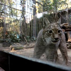 Female lynx