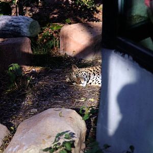 Male leopard at rest before viewing panel