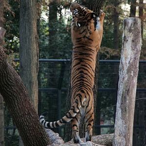 Bengal tiger scratching on tree