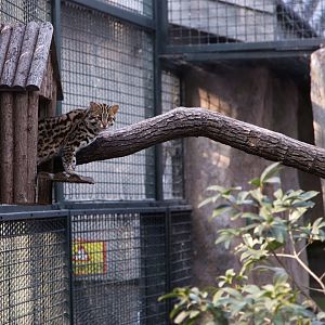 Leopard cat emerging from its den