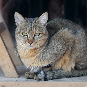 African wildcat