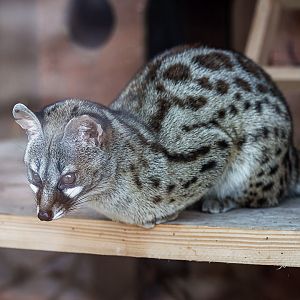 Rusty-spotted genet