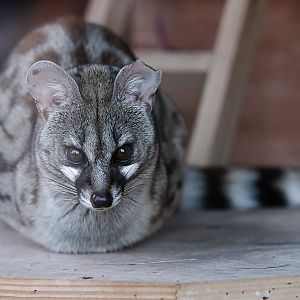 Rusty-spotted genet