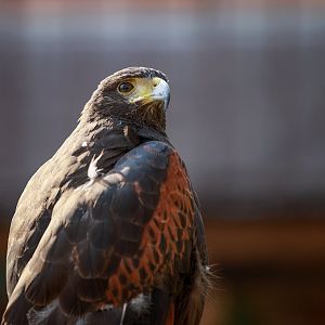 Harris's hawk