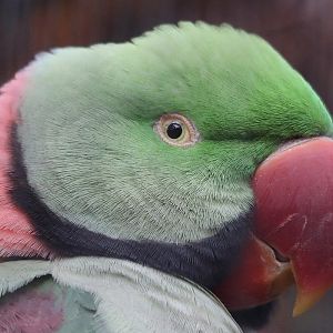 Parakeet ID