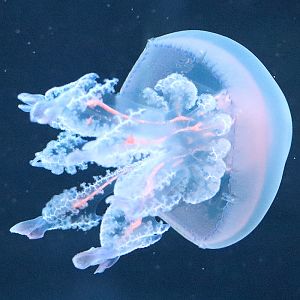 Jellyfish ID
