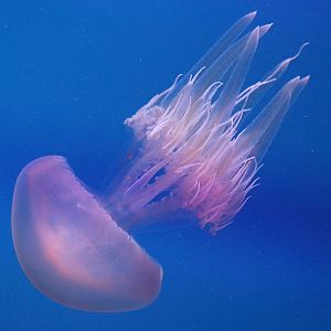 Jellyfish ID