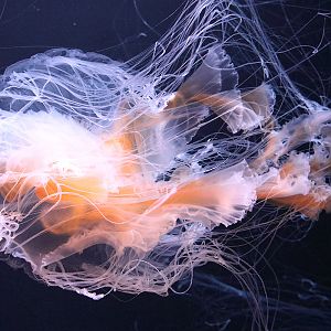 Jellyfish ID