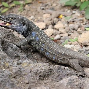 Gallotia galloti subspecies ID