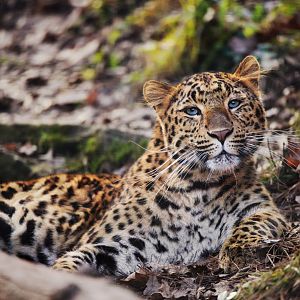 Tika the North Chinese leopard