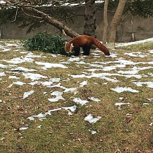 Red Panda Eating Bamboo