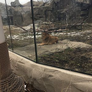 Male Lion Laying Down