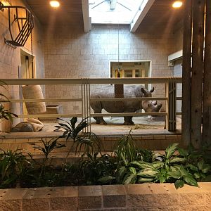 Southern White Rhino Inside