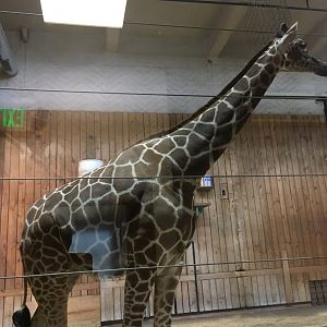 Reticulated Giraffe