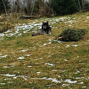 Male Wolf Laying Down