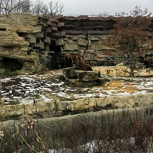 Grizzly Brothers Fighting Over Rock