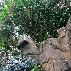 Spur-Winged Lapwig and Scarlet Ibis