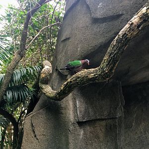 Gray-Capped Emerald Dove