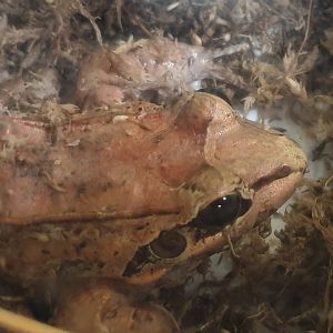 Leptodactylus pentadactylus