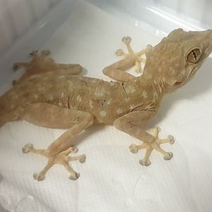 Ptyodactylus hasselquistii