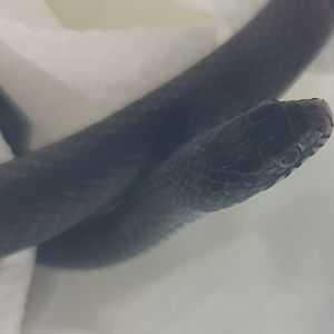 Olive march snake - Natriciteres olivacea