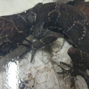 Cyrtodactylus consobrinus