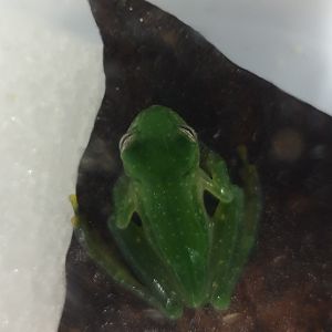 Cochranella granulosa