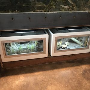 Newly finished Reptile and Amphibian exhibit