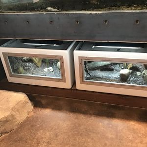 Newly finished reptile and amphibian exhibits