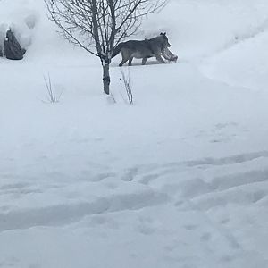 Alpha female of the Fossil Butte Pack
