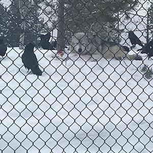 Alpha male of the Fossil Butte Pack