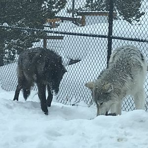 Members of Hoodoo Pack