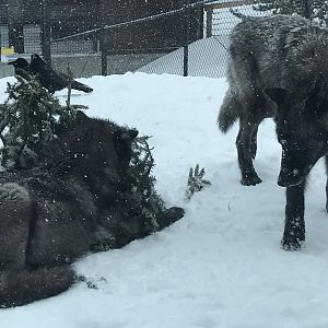 Members of Hoodoo Pack