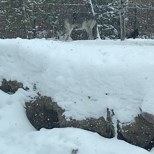 Wolf eating a Carcass